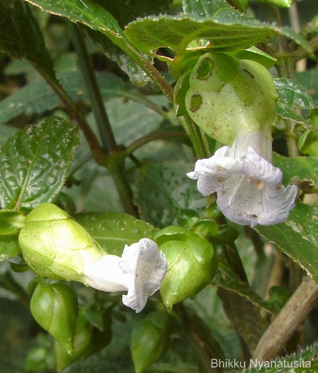 Strobilanthes lupulina Nees